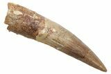 Fossil Spinosaurus Tooth - Real Dinosaur Tooth #225527-1